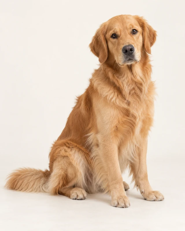 AI-generated original reference of a golden retriever on a light background.