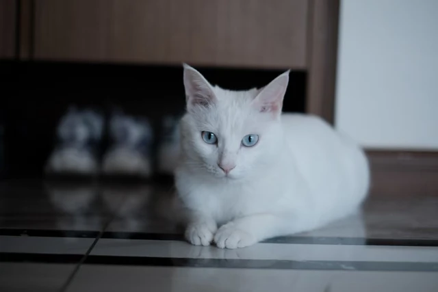 User-provided original photo of Mao, a white cat with blue eyes and a pink nose.