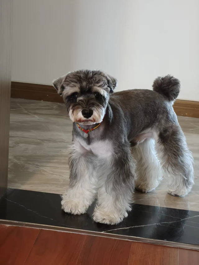User-provided original photo of Zhima, a salt-and-pepper miniature schnauzer standing indoors.