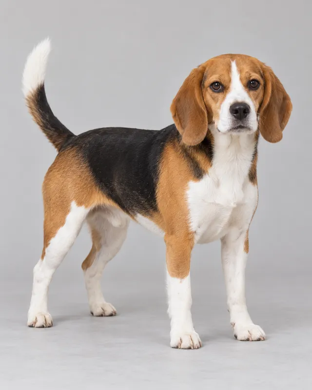 AI-generated original reference of a tricolor beagle on a light gray background.