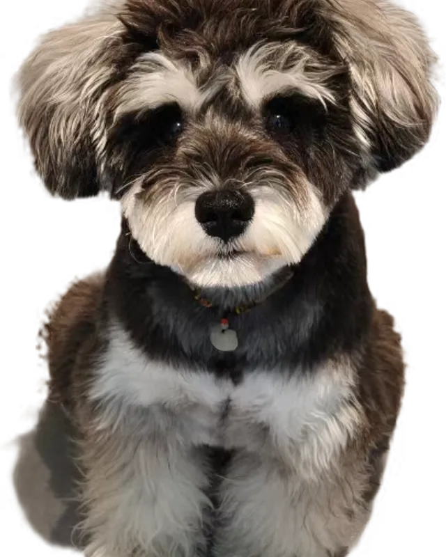 Original photo: Zhima, a salt-and-pepper miniature schnauzer, facing the camera.